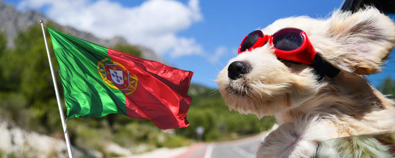 Como levar o seu animal de estimação para Portugal - nacionalidade portuguesa